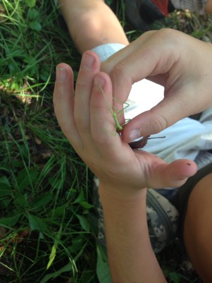 Walking stick (spotted during a break)